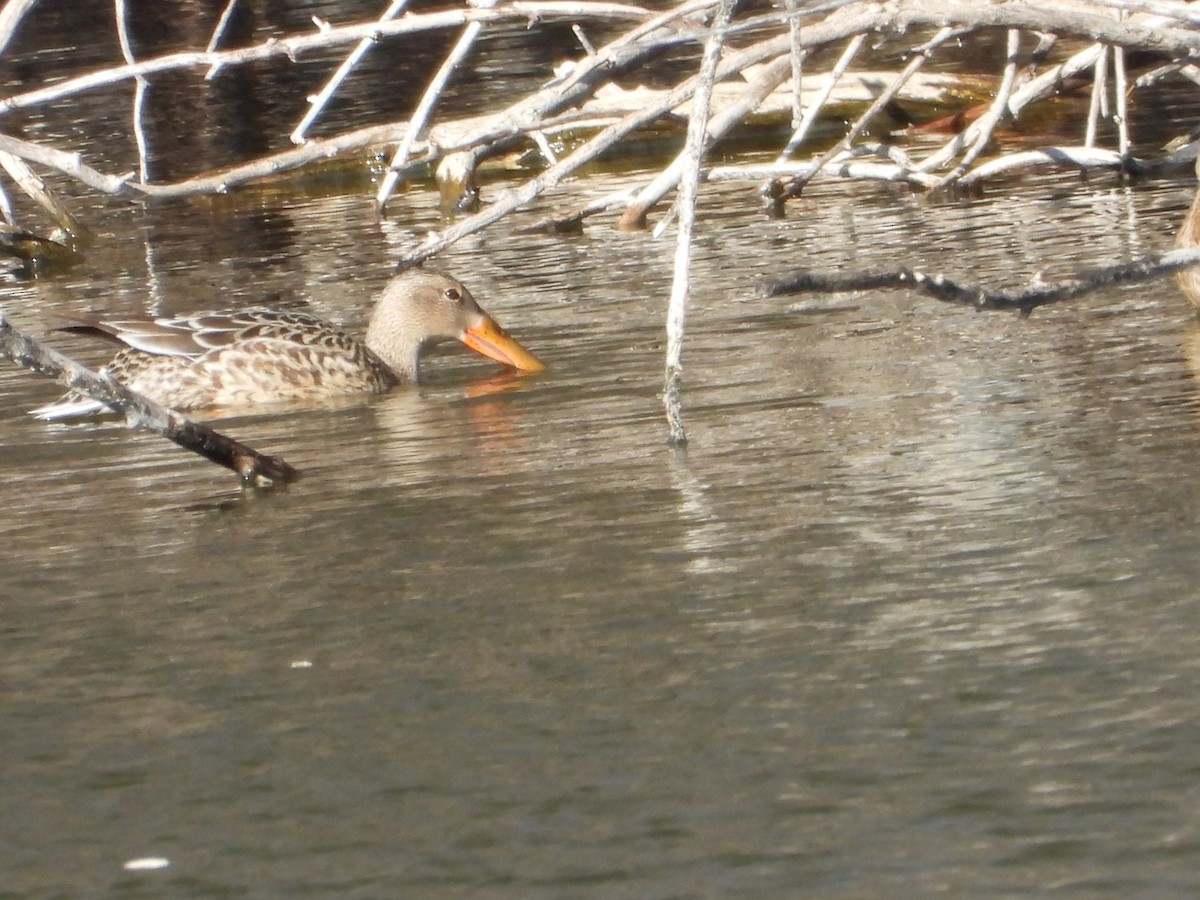 Халбага нугас - ML629257472