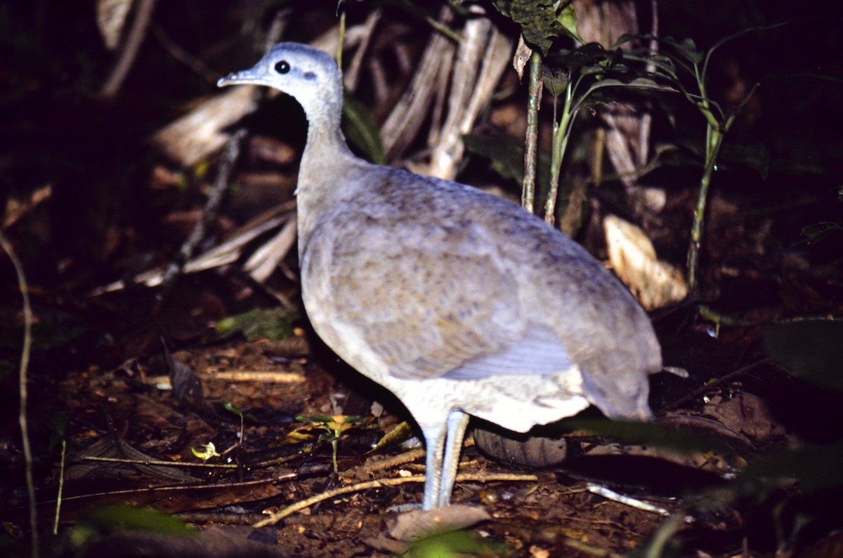 Great Tinamou - James Kamstra