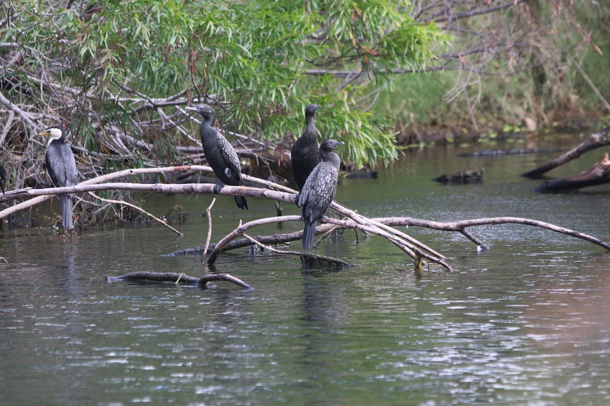Little Pied Cormorant - ML629257732