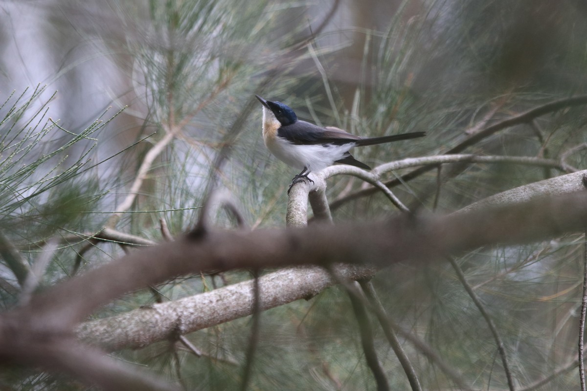 Restless Flycatcher - ML629257755