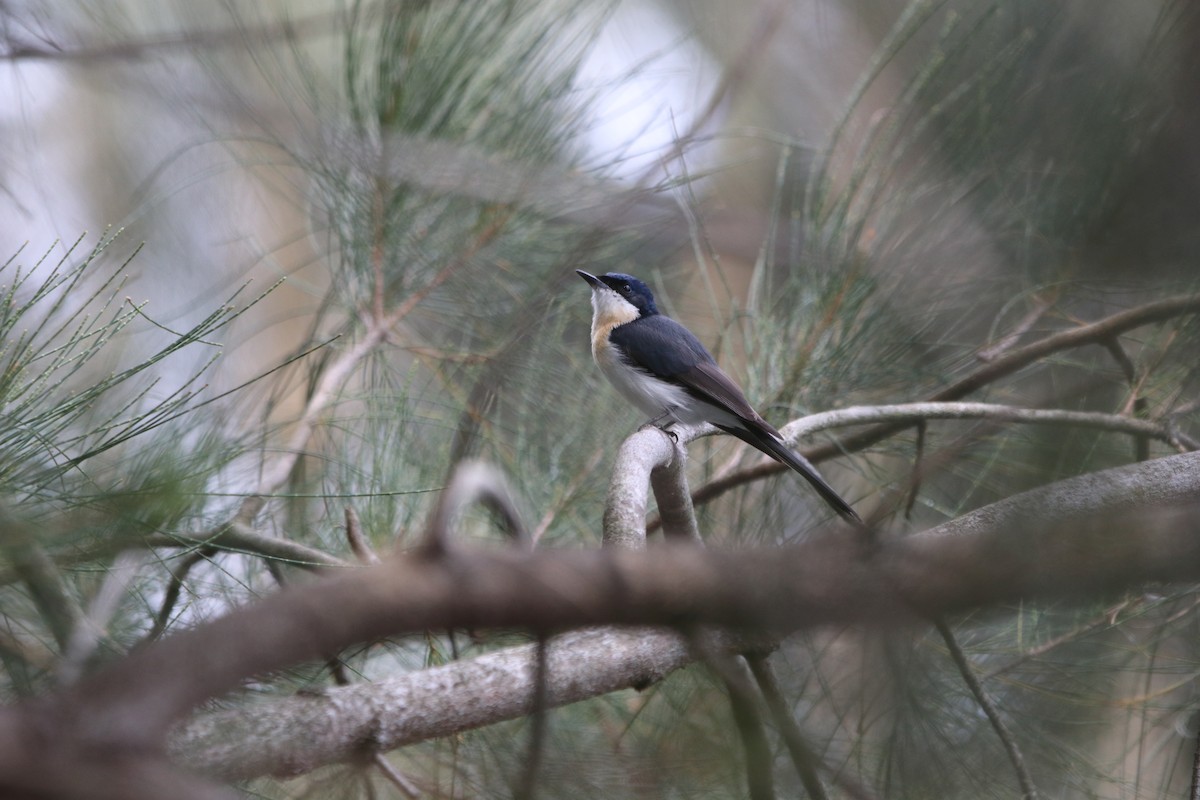 Restless Flycatcher - ML629257768
