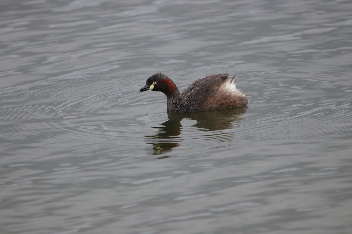Australasian Grebe - ML629257796