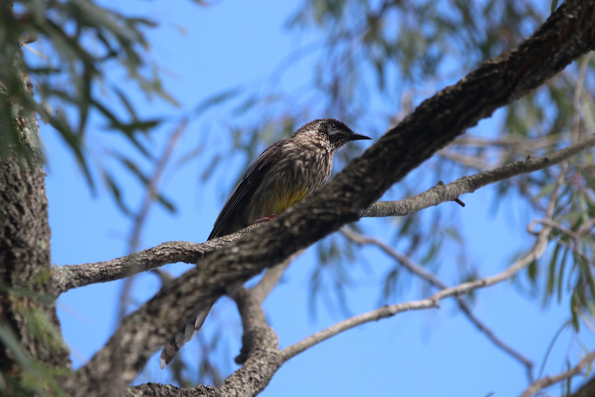 Red Wattlebird - ML629257862