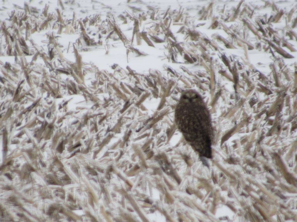 短耳鴞 - ML629257912