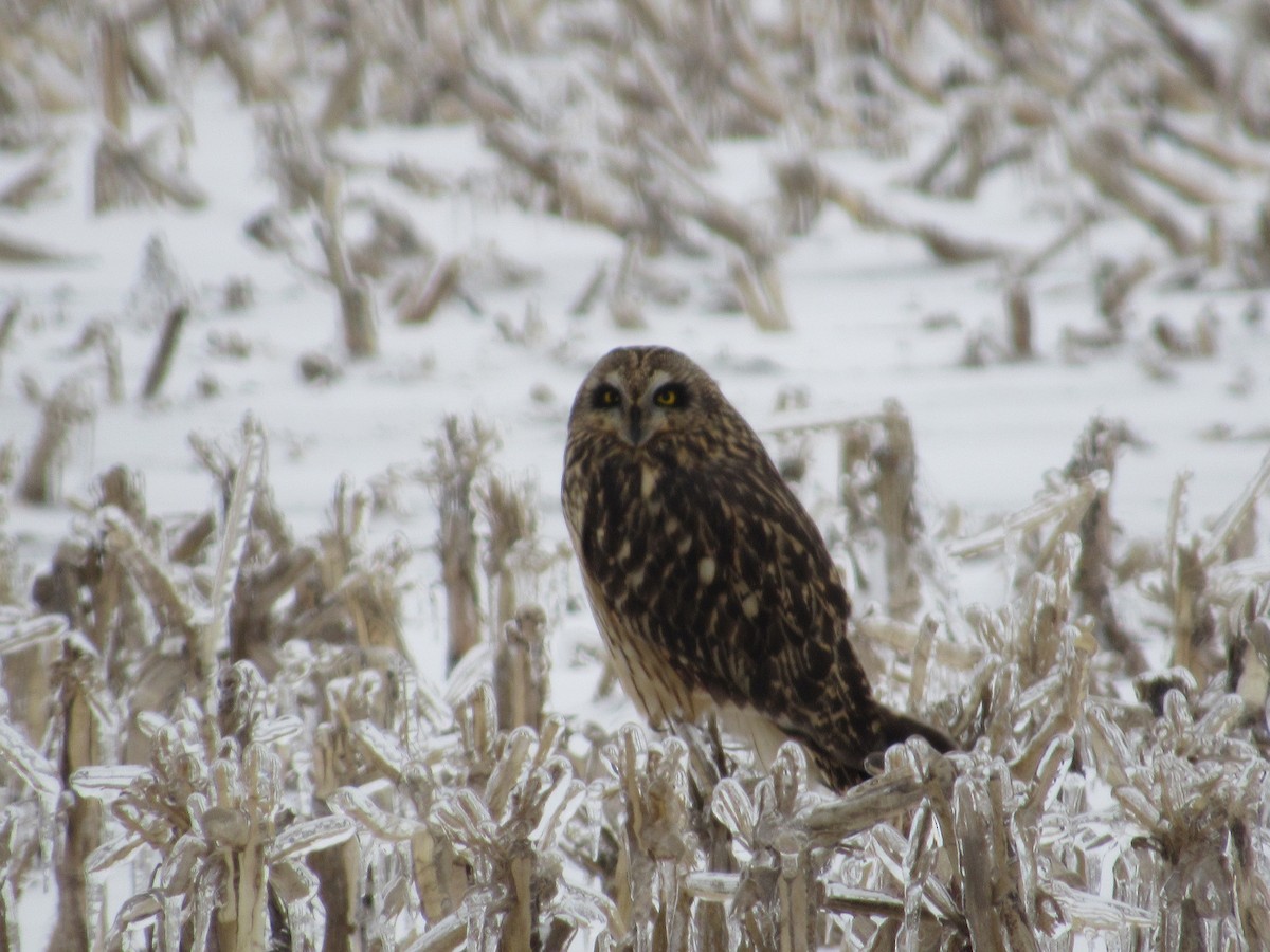 短耳鴞 - ML629257913