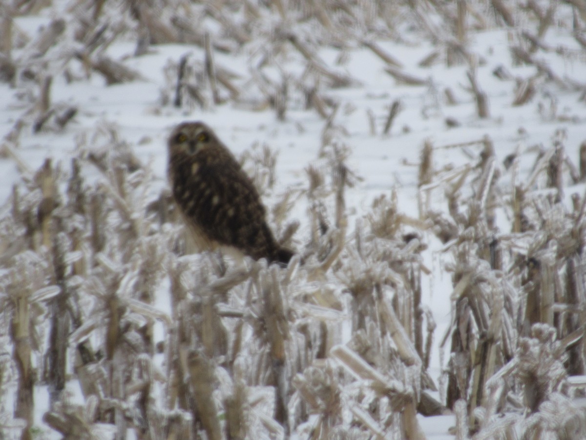 短耳鴞 - ML629257914