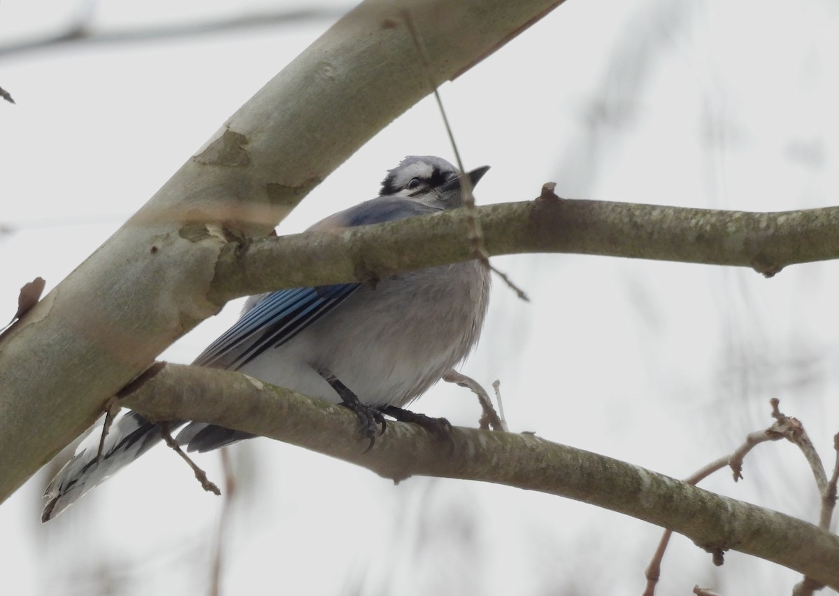 Blue Jay - ML629258119