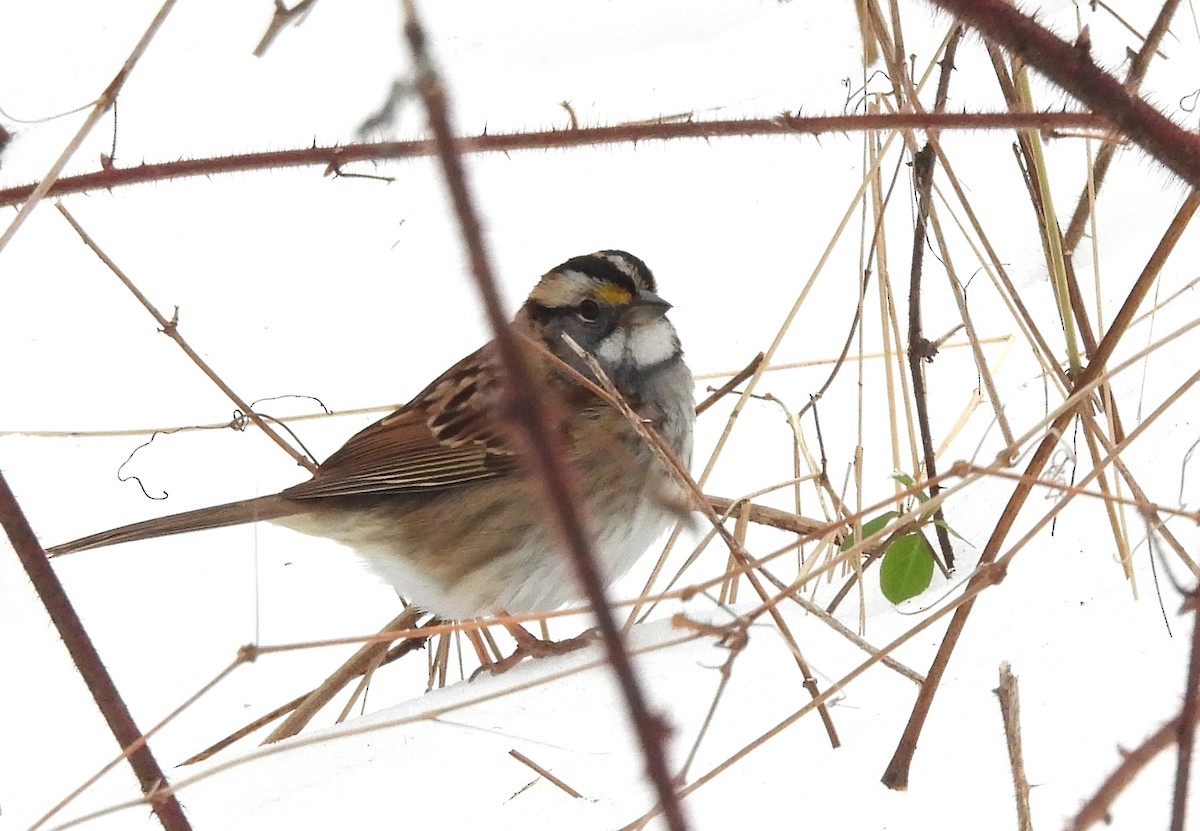 White-throated Sparrow - ML629258151