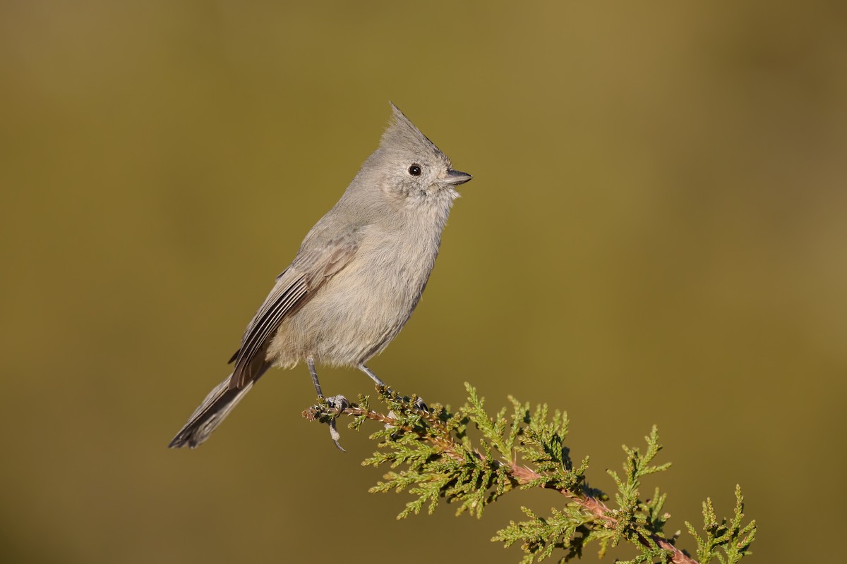 Juniper Titmouse - ML629258191