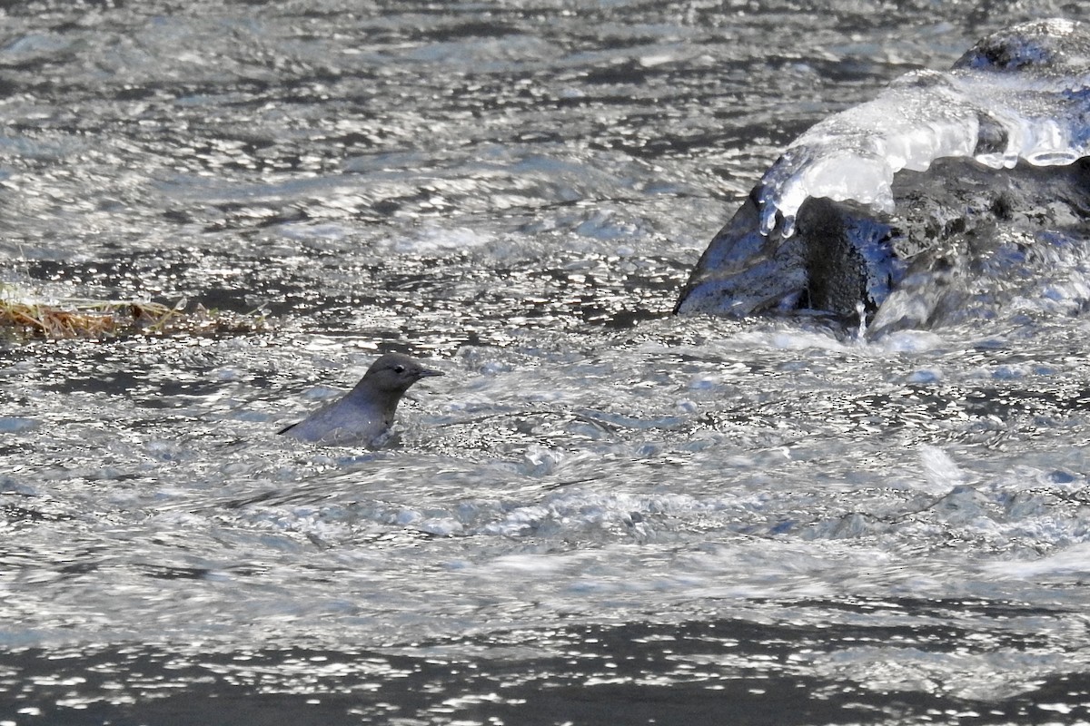American Dipper - ML629258518