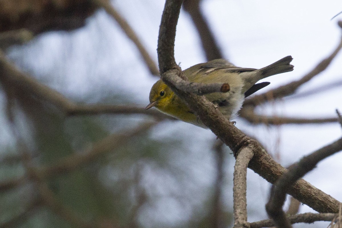Pine Warbler - ML629258639
