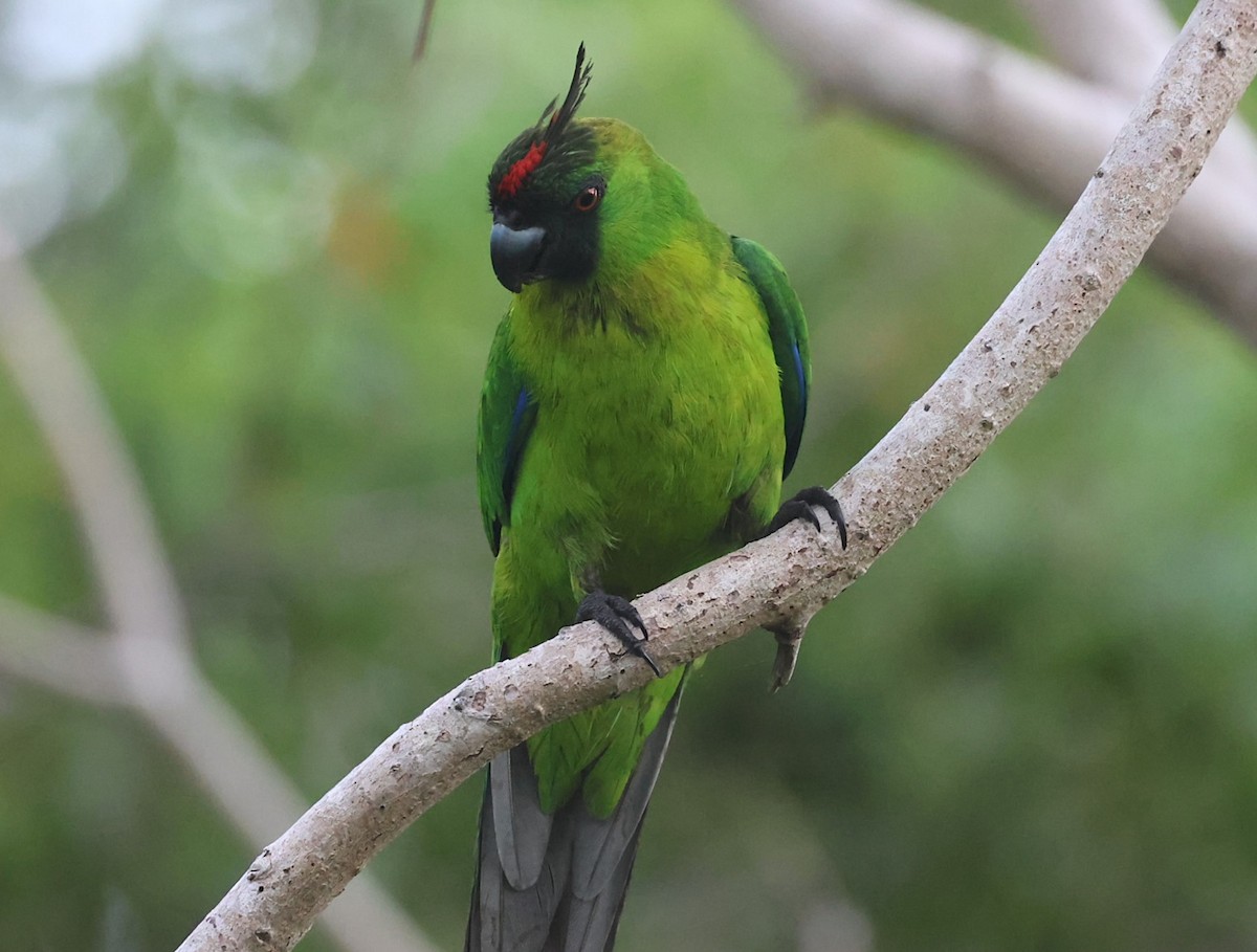 Ouvea Parakeet - ML629258813