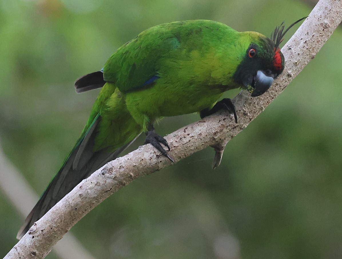 Ouvea Parakeet - ML629258816