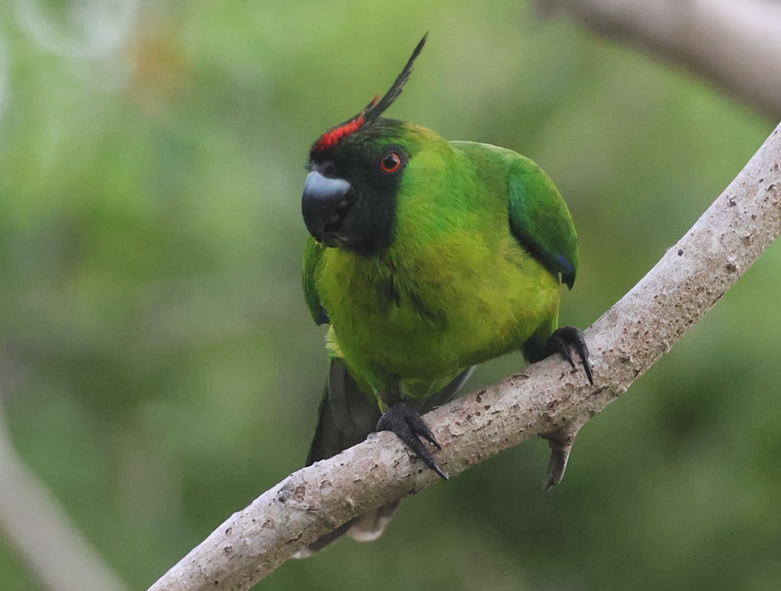 Ouvea Parakeet - ML629258818
