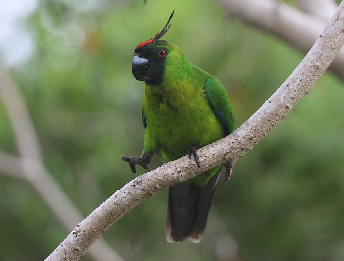 Ouvea Parakeet - ML629258819
