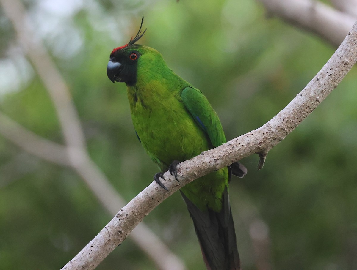 Ouvea Parakeet - ML629258820