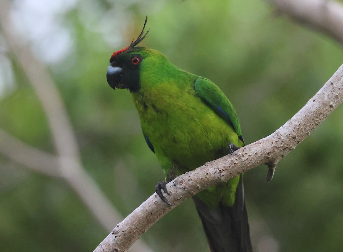 Ouvea Parakeet - ML629258821