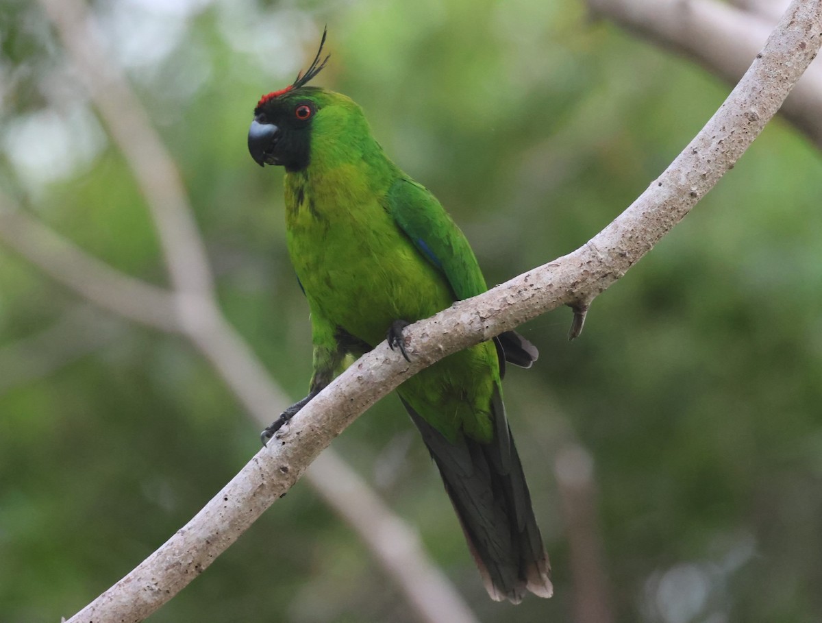 Ouvea Parakeet - ML629258822