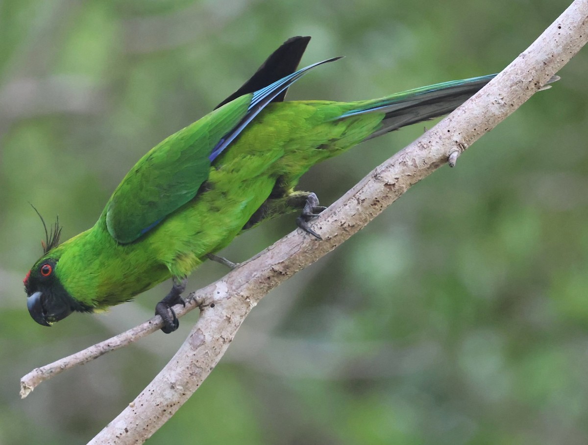 Ouvea Parakeet - ML629258823