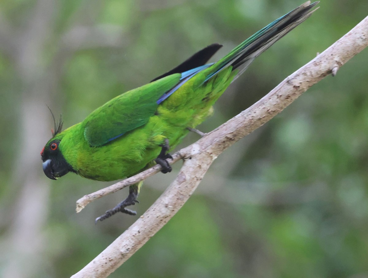 Ouvea Parakeet - ML629258824