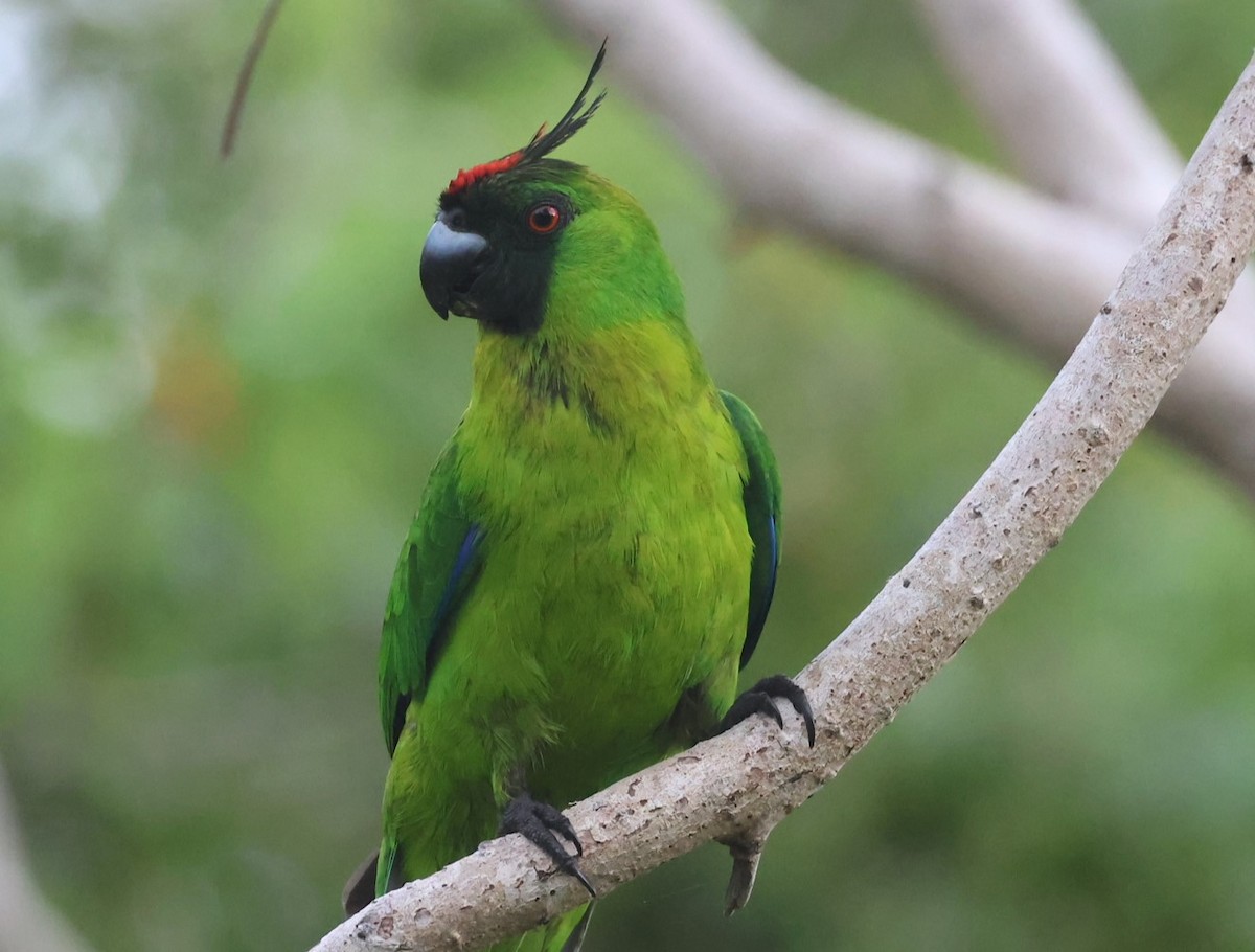 Ouvea Parakeet - ML629258825