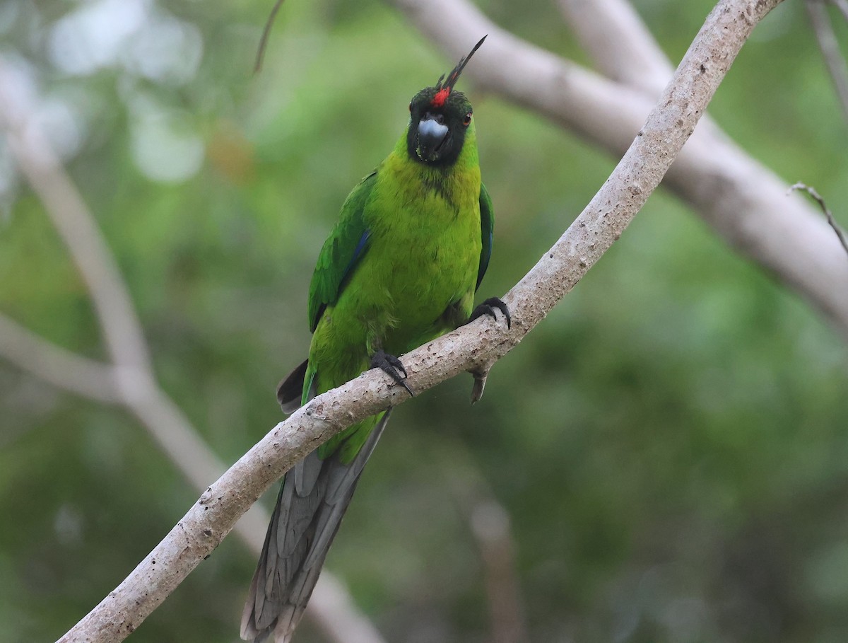 Ouvea Parakeet - ML629258827
