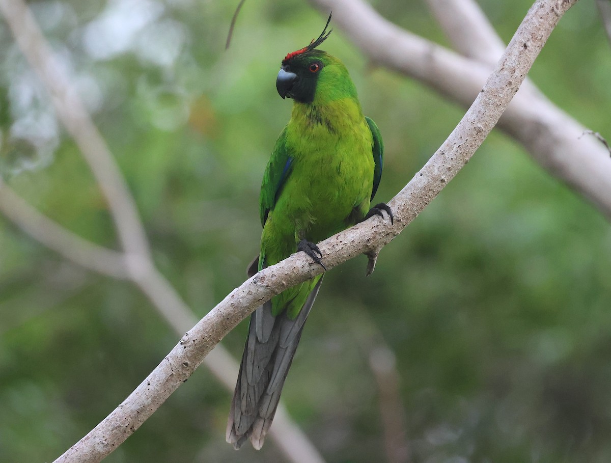 Ouvea Parakeet - ML629258828