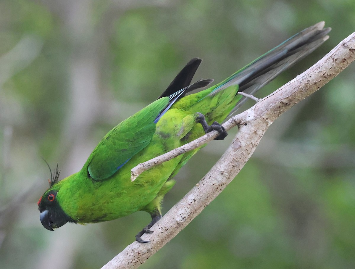Ouvea Parakeet - ML629258850
