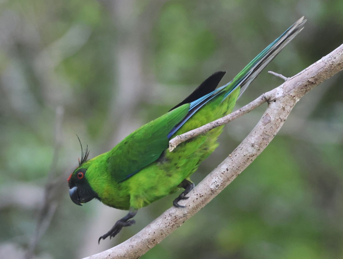 Ouvea Parakeet - ML629258851