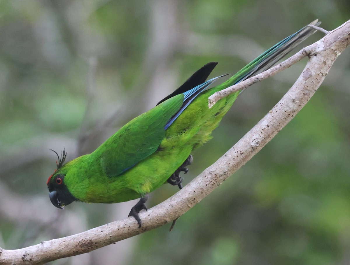 Ouvea Parakeet - ML629258852
