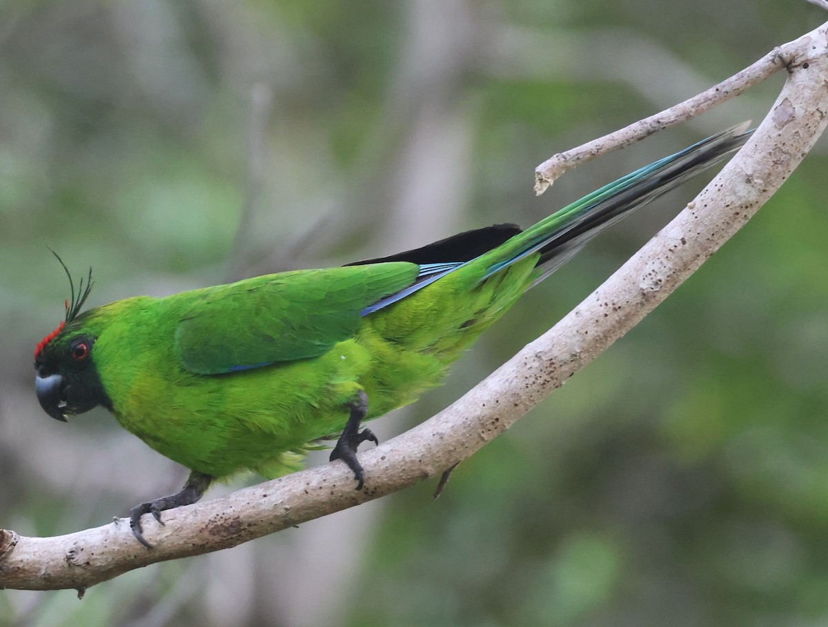 Ouvea Parakeet - ML629258853
