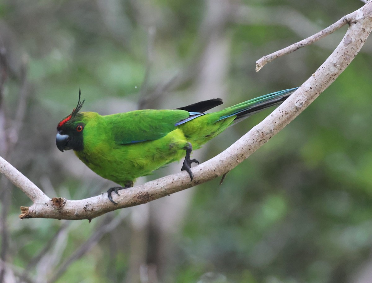 Ouvea Parakeet - ML629258854