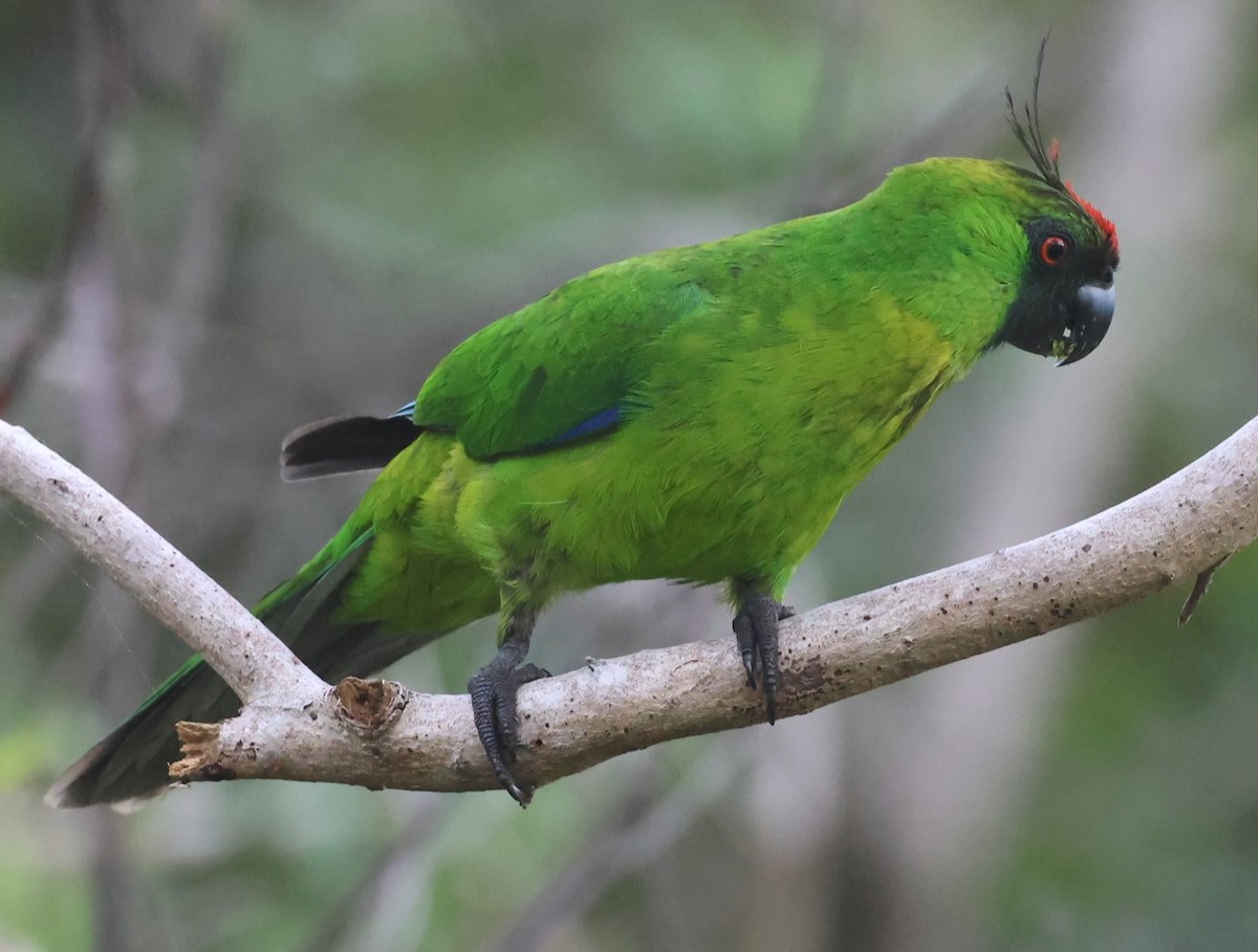 Ouvea Parakeet - ML629258855