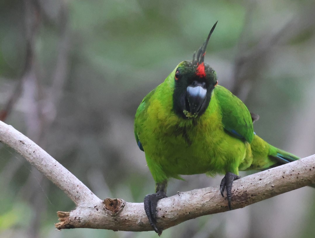 Ouvea Parakeet - ML629258856
