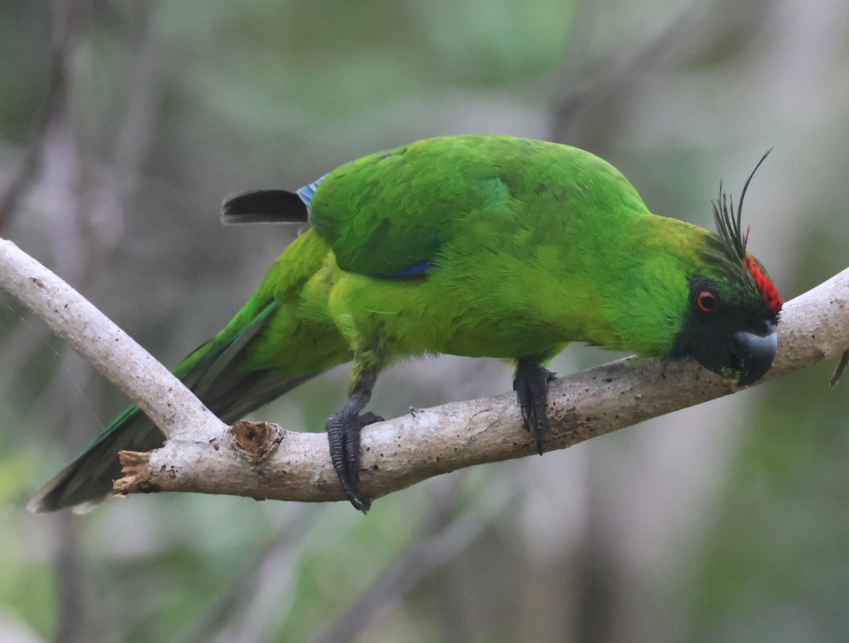 Ouvea Parakeet - ML629258857
