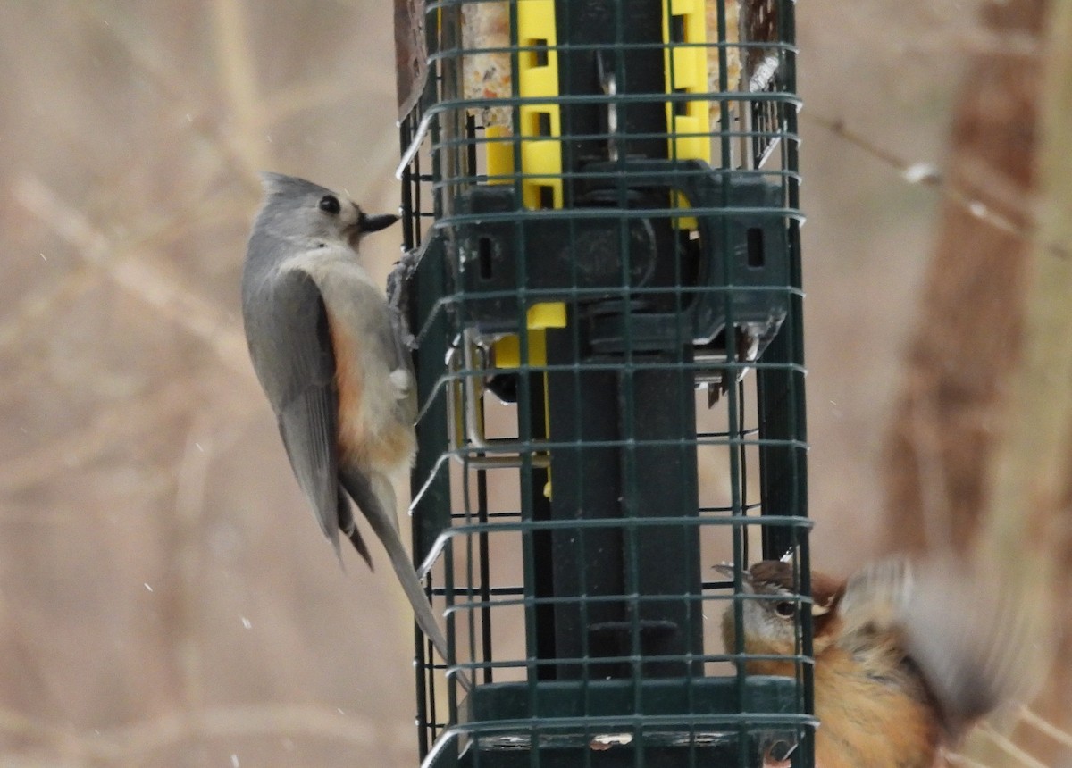 Tufted Titmouse - ML629259399