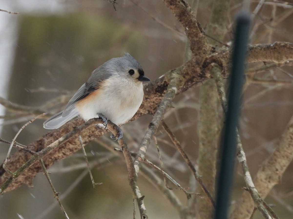 Tufted Titmouse - ML629259400