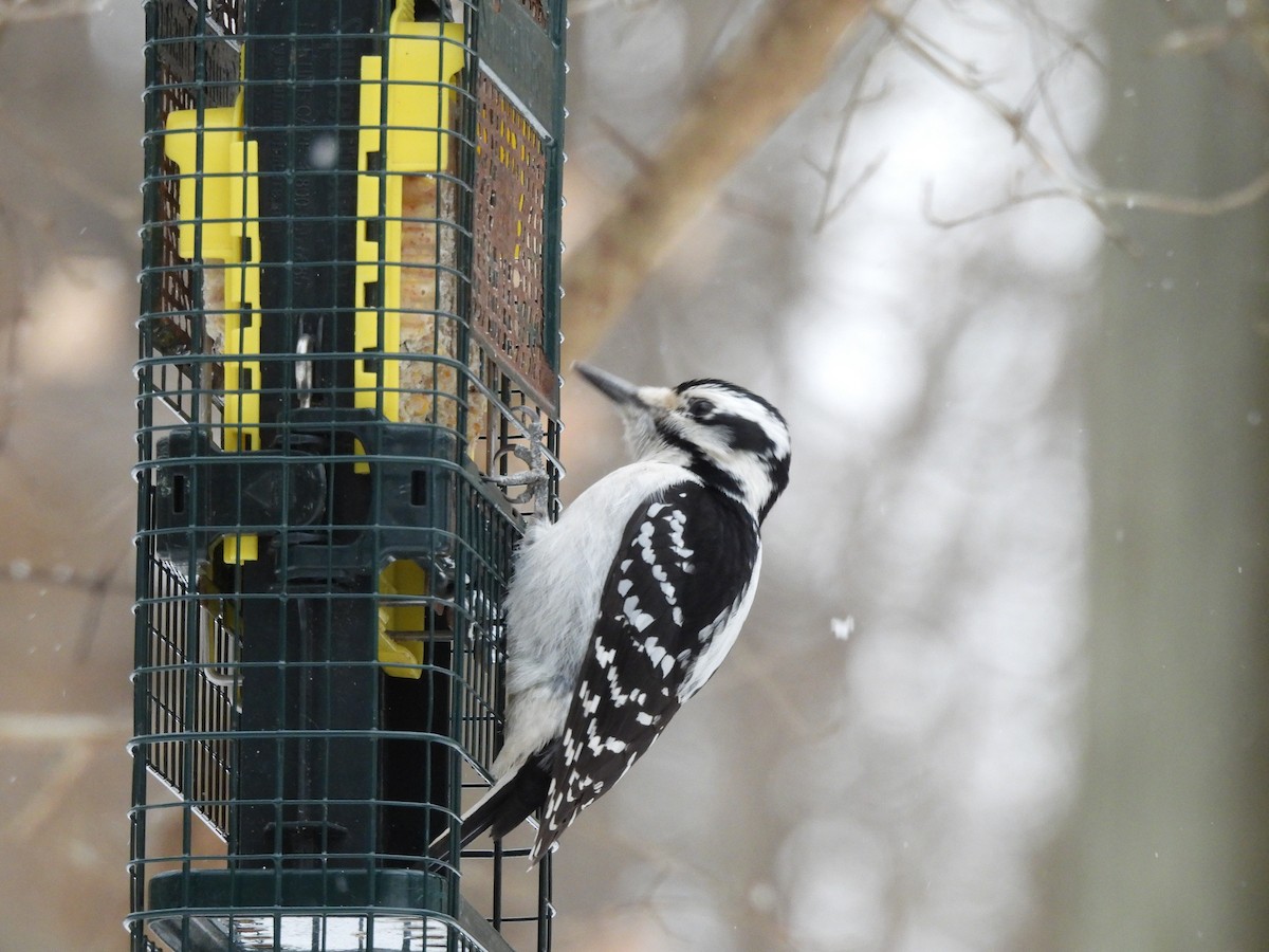 Hairy Woodpecker - ML629259463