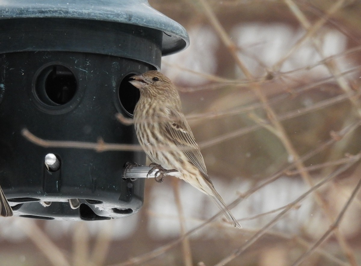 House Finch - ML629259501