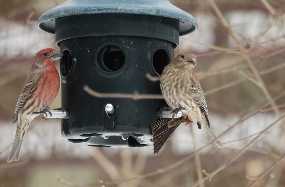House Finch - ML629259503