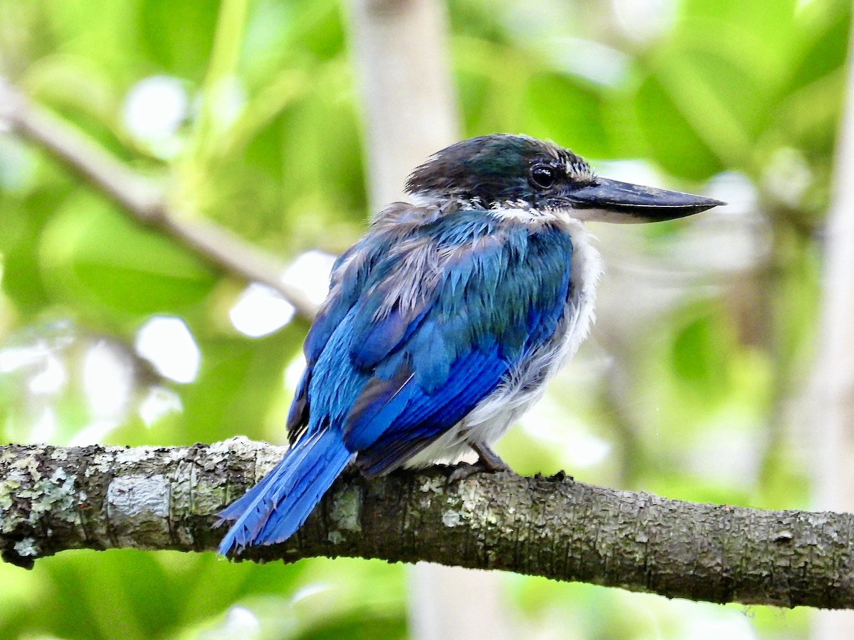 Torresian Kingfisher - ML629259533
