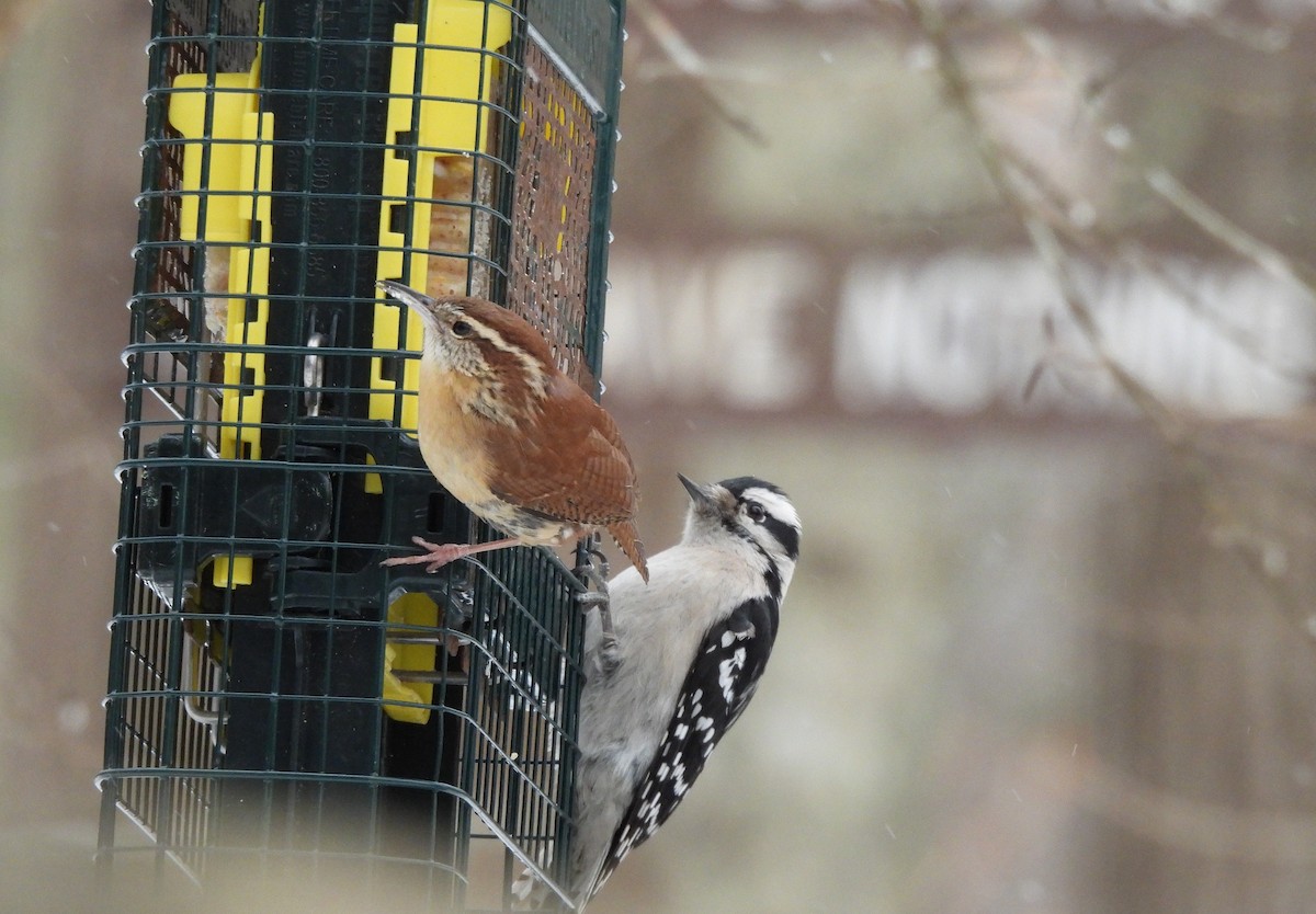 Downy Woodpecker - ML629259576