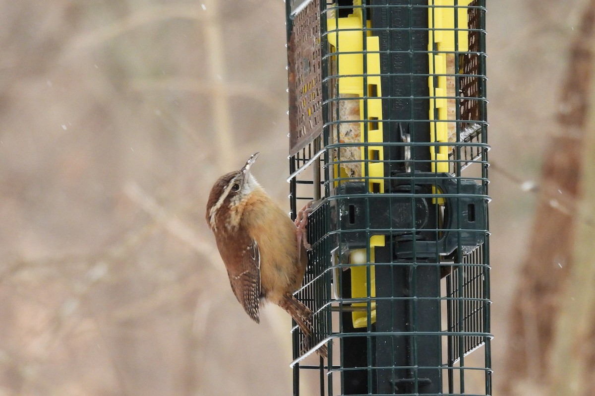 Carolina Wren - ML629259640