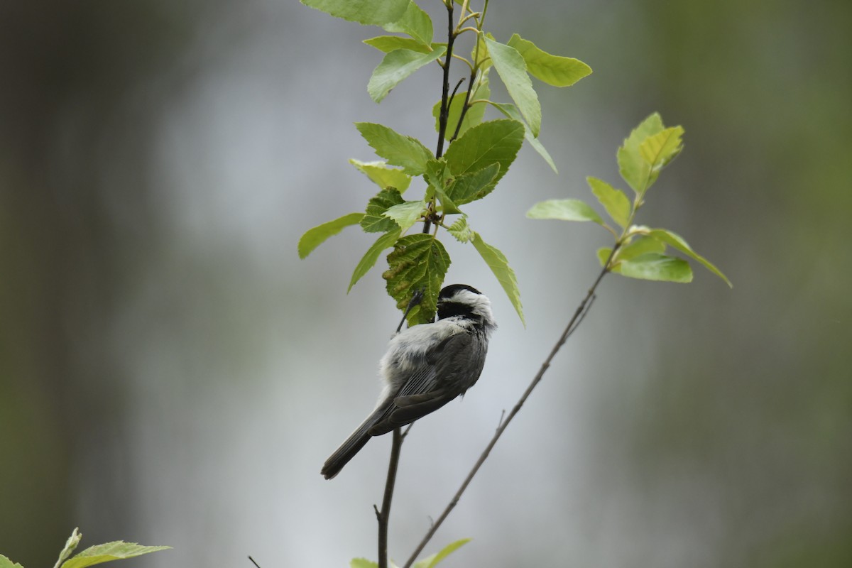 Carolina Chickadee - ML629259915