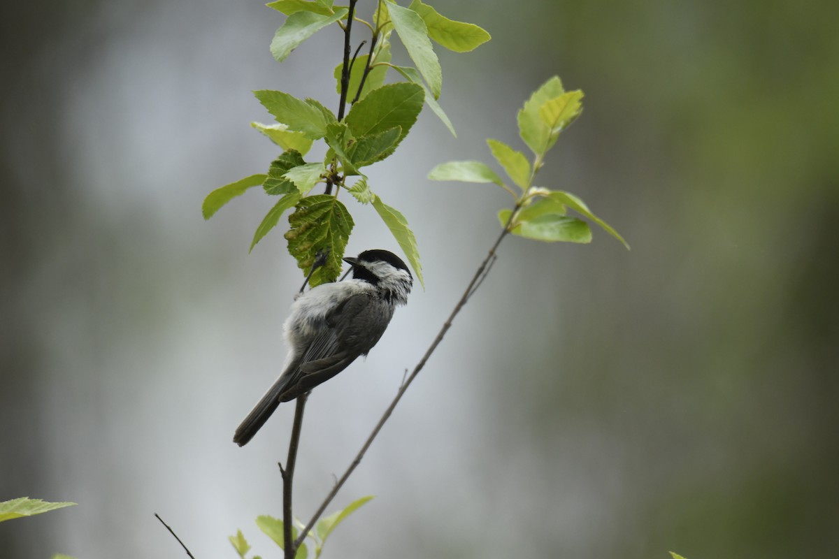 Carolina Chickadee - ML629259916
