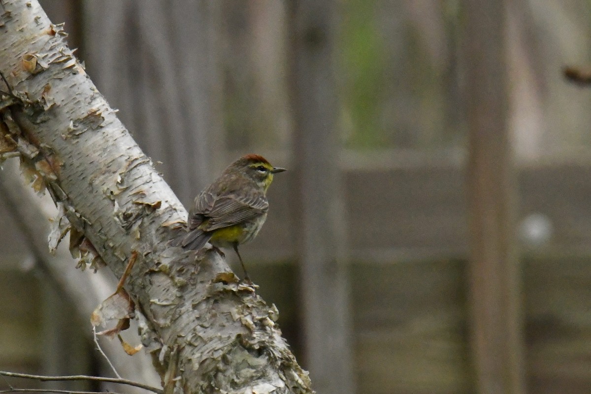 Palm Warbler - ML629259958