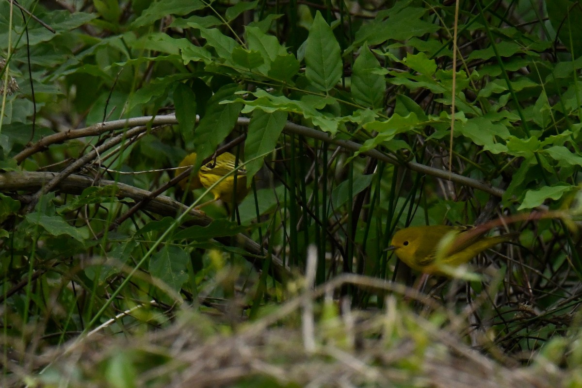 Yellow Warbler - ML629259971