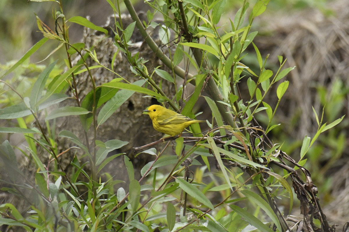Yellow Warbler - ML629259972