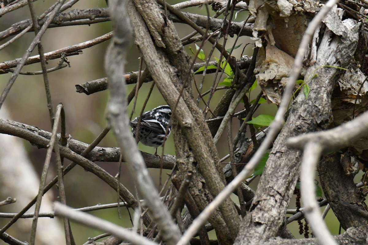 Black-and-white Warbler - ML629259999