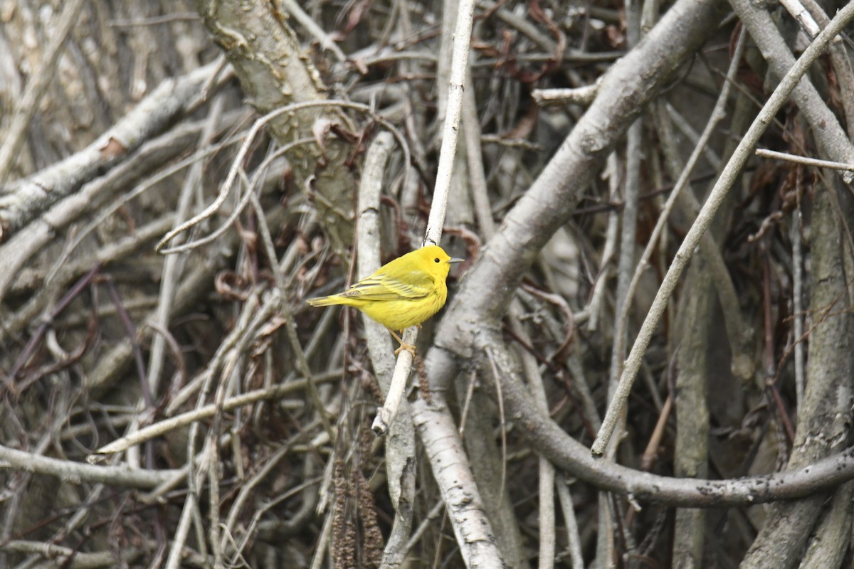 Yellow Warbler - ML629260022